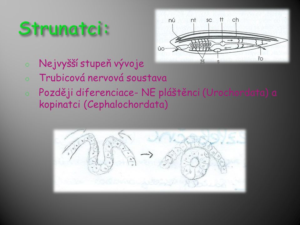 Strunatci: Nejvyšší stupeň vývoje Trubicová nervová soustava