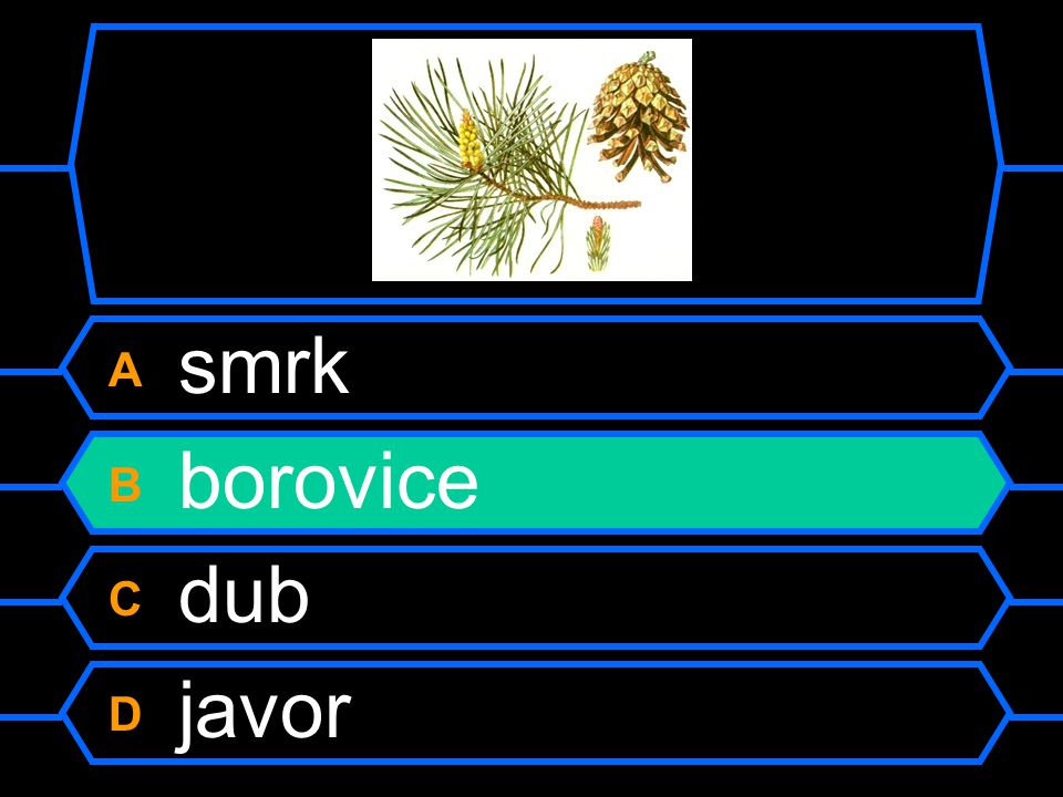 A smrk B borovice C dub D javor