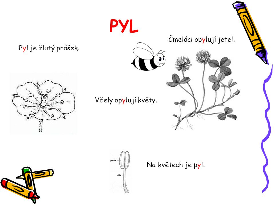 PYL Čmeláci opylují jetel. Pyl je žlutý prášek. Včely opylují květy.