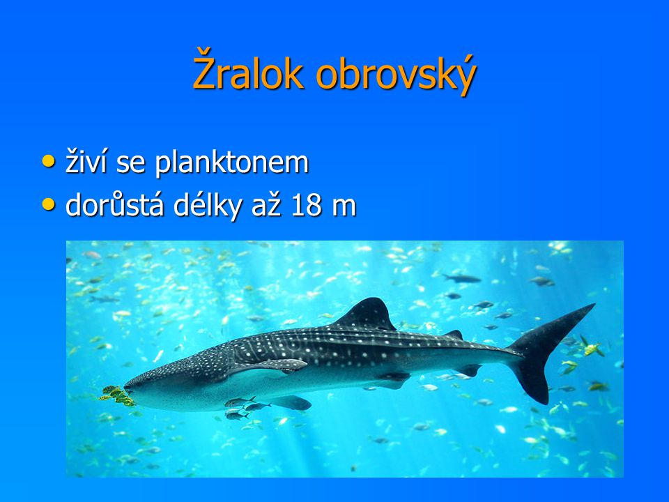 Žralok obrovský živí se planktonem dorůstá délky až 18 m