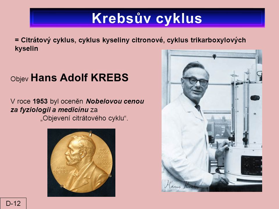 Krebsův cyklus = Citrátový cyklus, cyklus kyseliny citronové, cyklus trikarboxylových kyselin. Objev Hans Adolf KREBS.