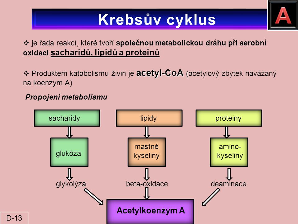 A Krebsův cyklus Acetylkoenzym A