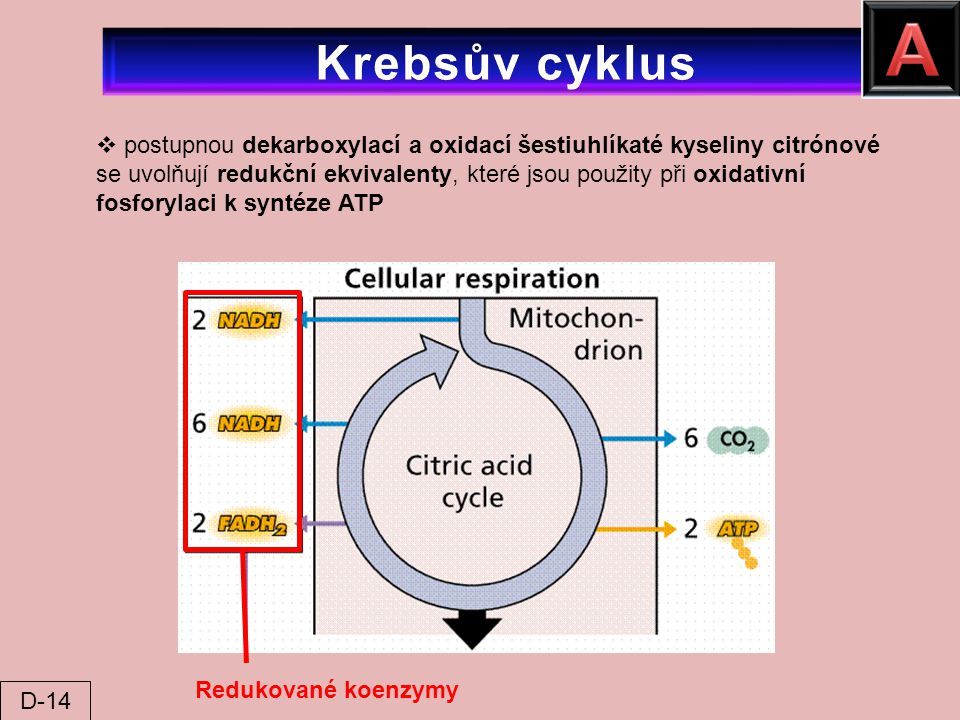 A Krebsův cyklus.