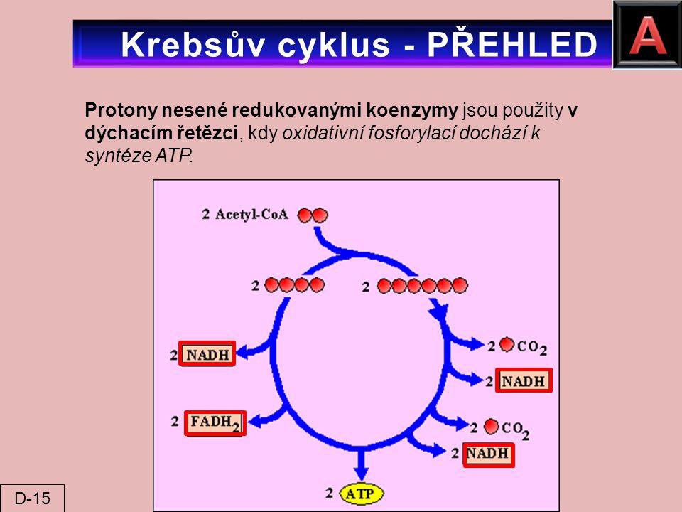 Krebsův cyklus - PŘEHLED