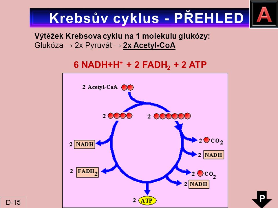 Krebsův cyklus - PŘEHLED