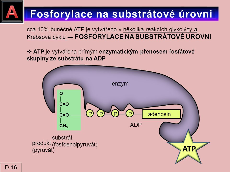 Fosforylace na substrátové úrovni