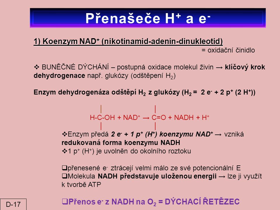 Přenašeče H+ a e- 1) Koenzym NAD+ (nikotinamid-adenin-dinukleotid)