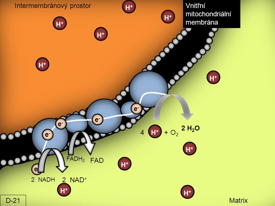 Intermembránový prostor H+ Vnitřní mitochondriální membrána H+ H+