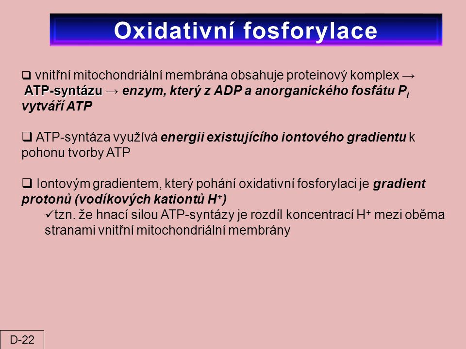 Oxidativní fosforylace