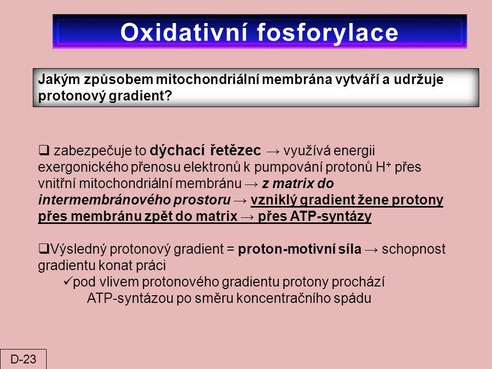 Oxidativní fosforylace