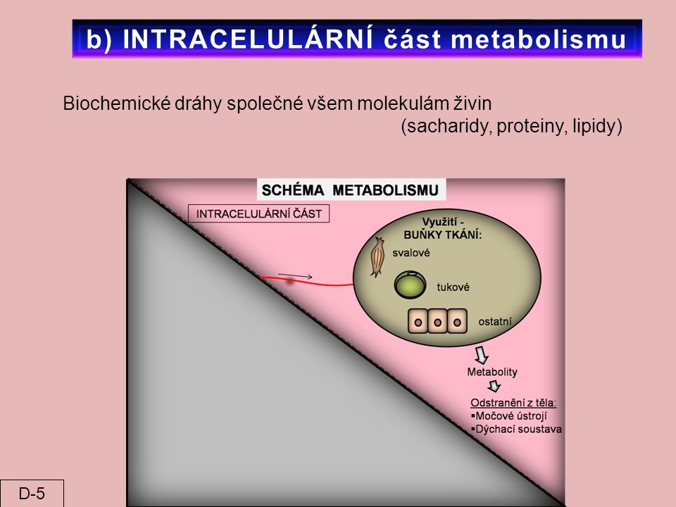b) INTRACELULÁRNÍ část metabolismu