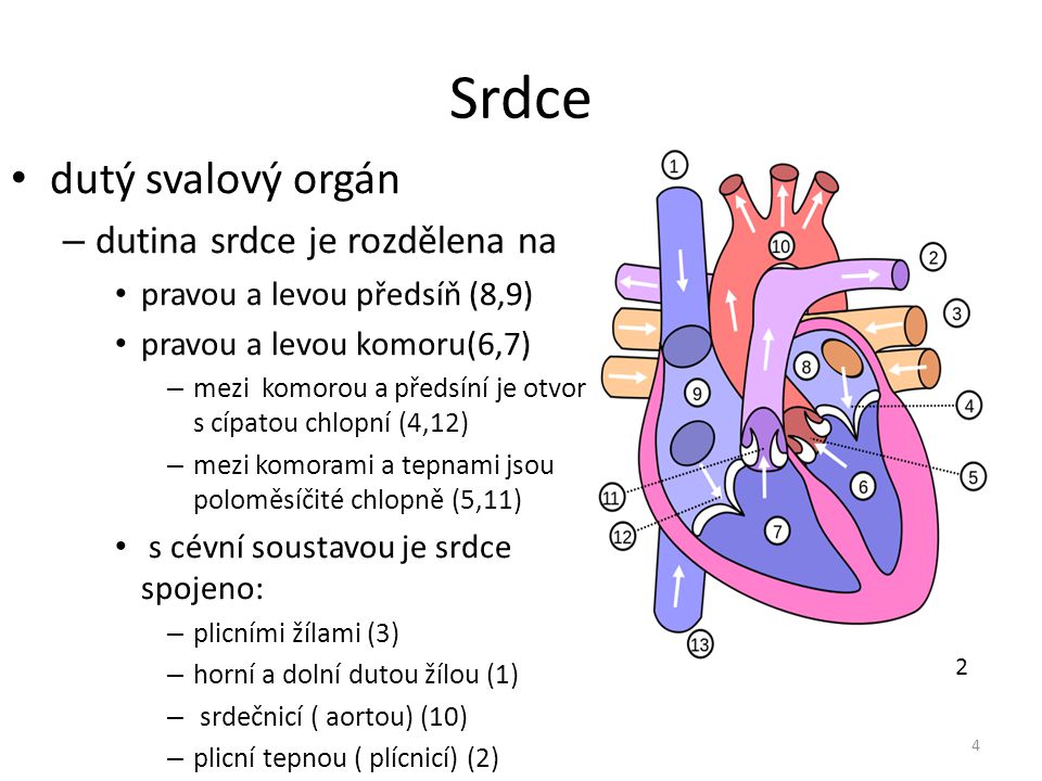 Srdce dutý svalový orgán dutina srdce je rozdělena na