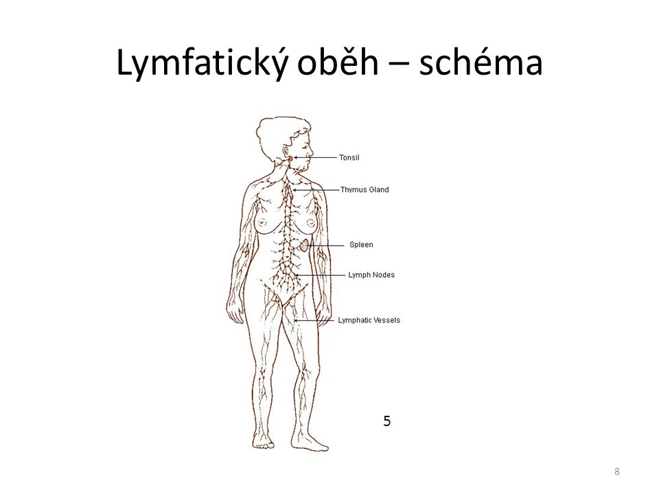 Lymfatický oběh – schéma
