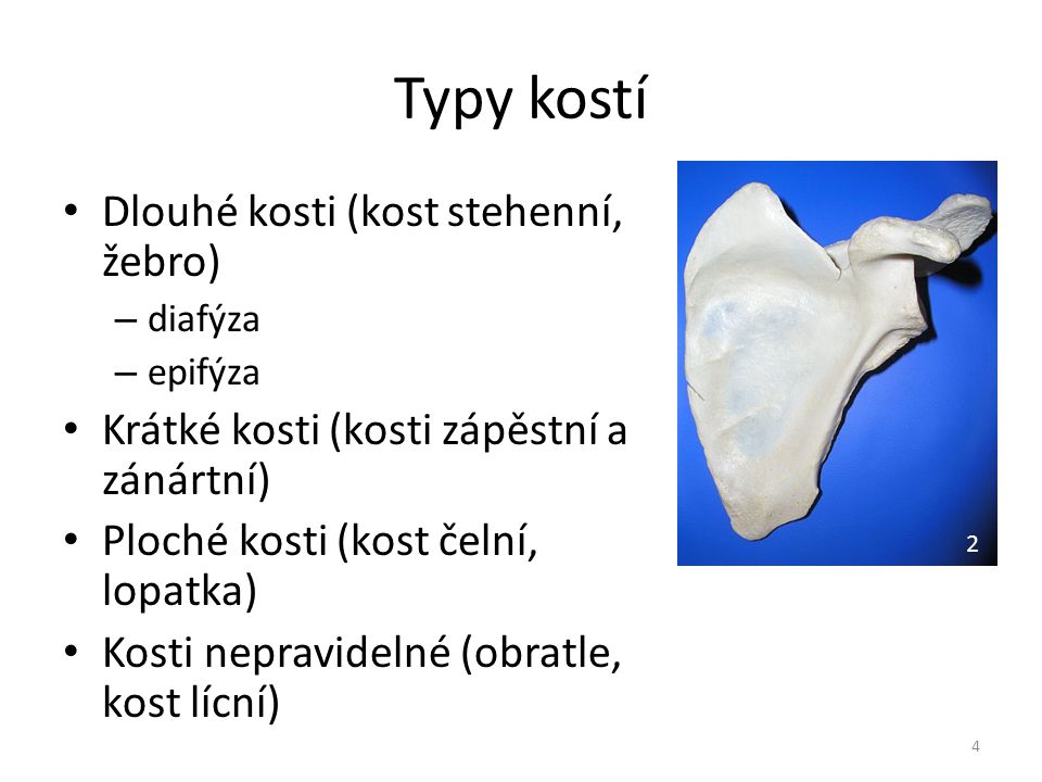 Typy kostí Dlouhé kosti (kost stehenní, žebro)
