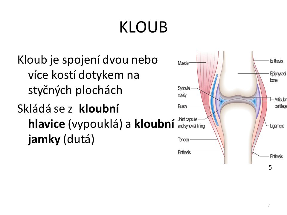 KLOUB Kloub je spojení dvou nebo více kostí dotykem na styčných plochách. Skládá se z kloubní hlavice (vypouklá) a kloubní jamky (dutá)