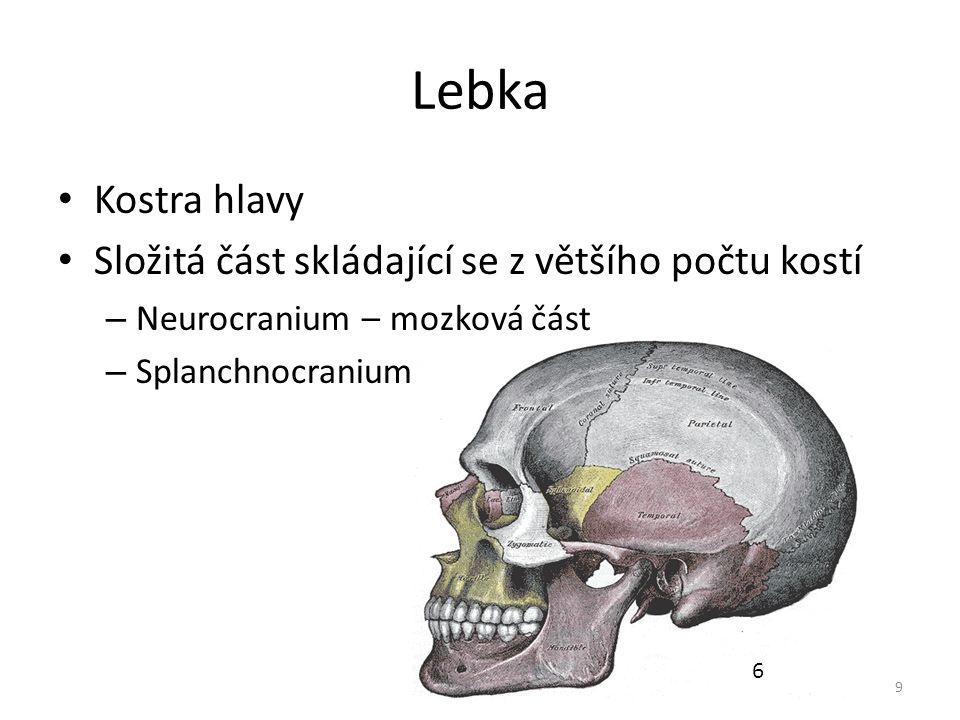 Lebka Kostra hlavy Složitá část skládající se z většího počtu kostí