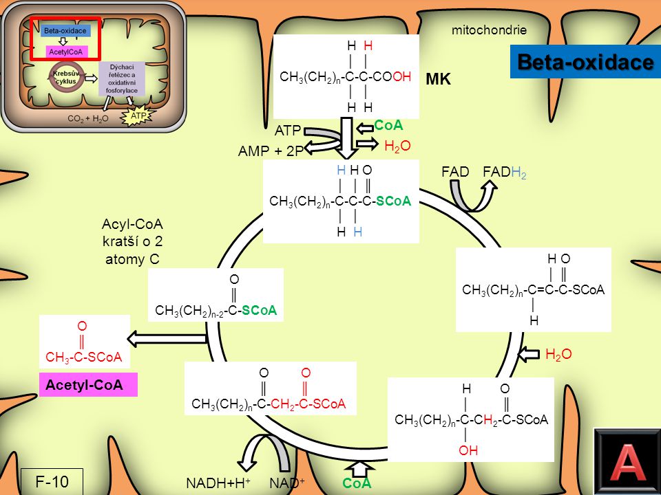 A Beta-oxidace MK F-10 CoA ATP H2O AMP + 2P FAD FADH2 Acyl-CoA