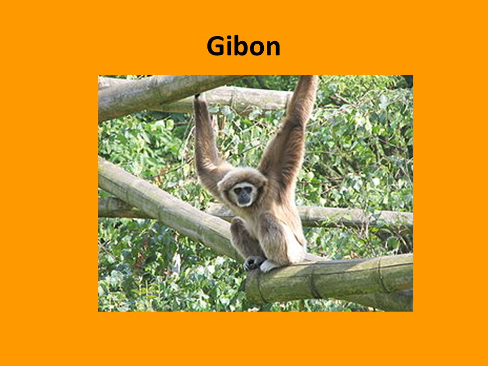 Gibon