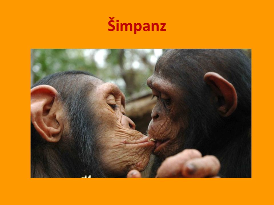 Šimpanz
