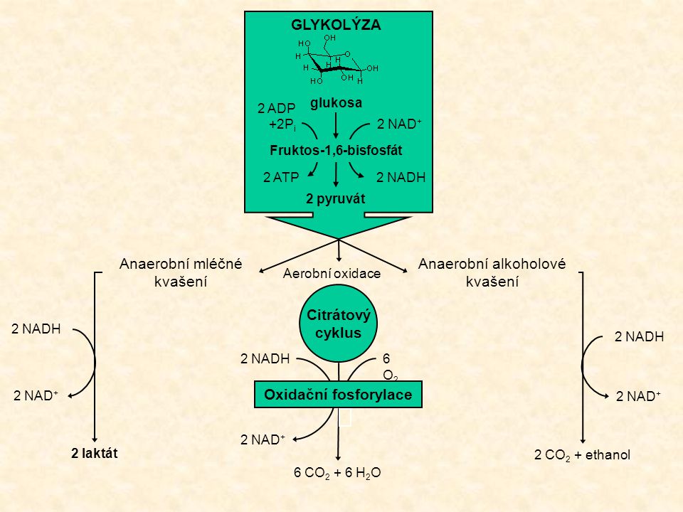 GLYKOLÝZA Citrátový cyklus Oxidační fosforylace