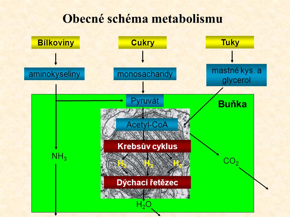 Obecné schéma metabolismu