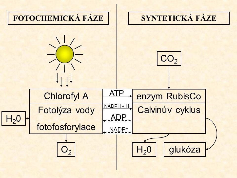 CO2 Chlorofyl A enzym RubisCo Fotolýza vody fotofosforylace