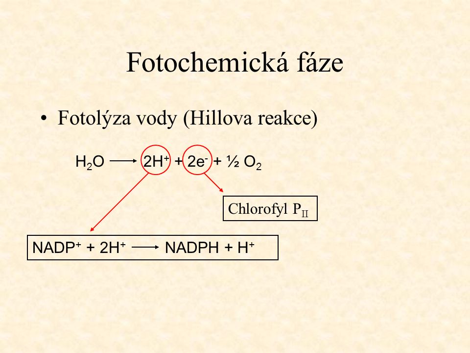 Fotochemická fáze Fotolýza vody (Hillova reakce) H2O 2H+ + 2e- + ½ O2