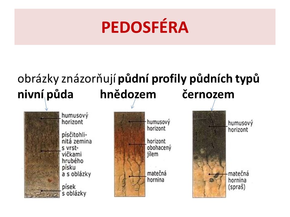 PEDOSFÉRA obrázky znázorňují půdní profily půdních typů nivní půda hnědozem černozem.