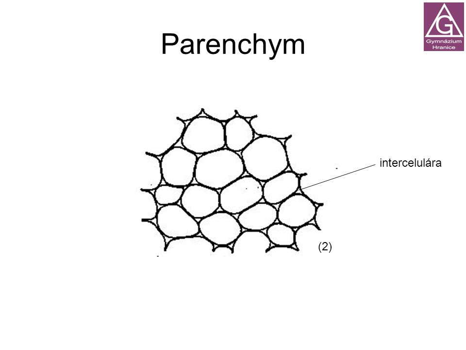 Parenchym intercelulára (2)