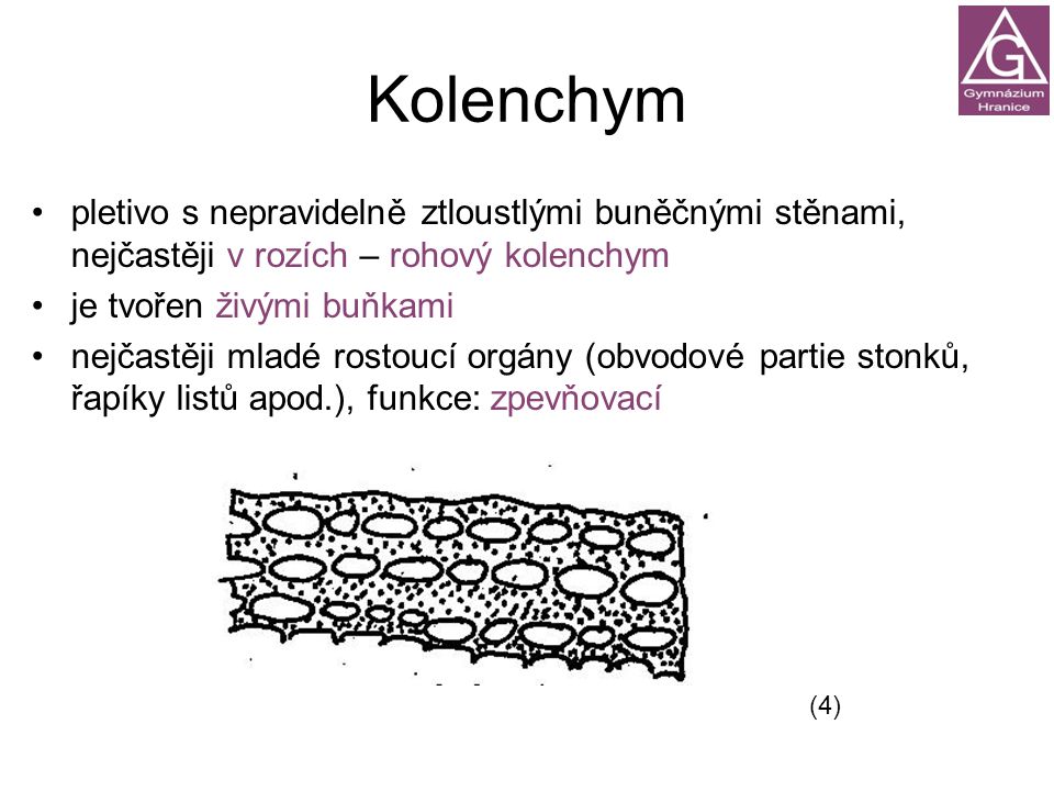 Kolenchym pletivo s nepravidelně ztloustlými buněčnými stěnami, nejčastěji v rozích – rohový kolenchym.