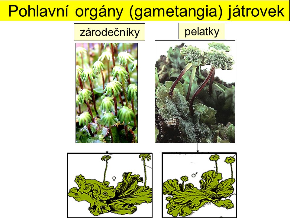 Pohlavní orgány (gametangia) játrovek