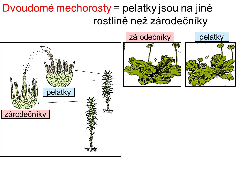 Dvoudomé mechorosty = pelatky jsou na jiné rostlině než zárodečníky