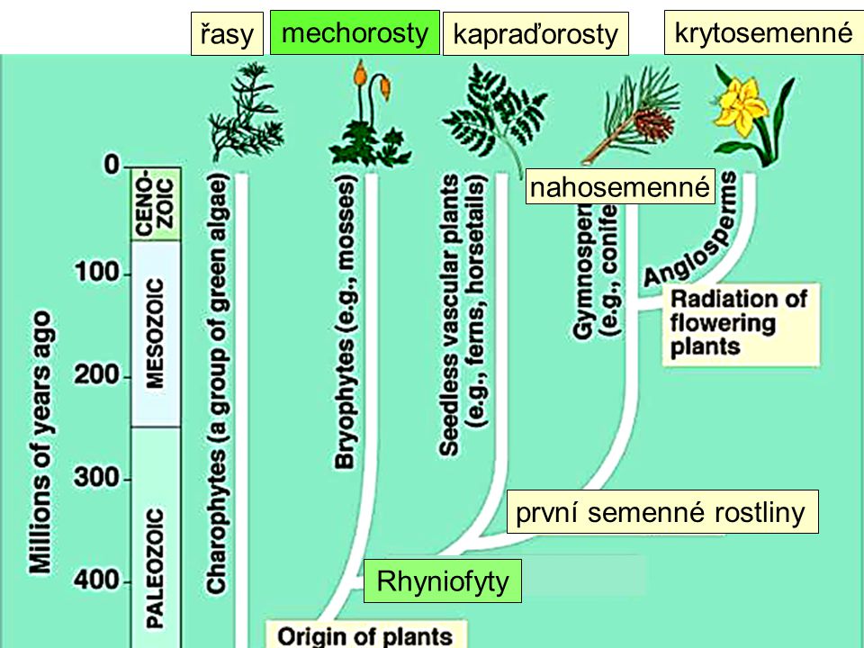 řasy mechorosty kapraďorosty krytosemenné nahosemenné první semenné rostliny Rhyniofyty