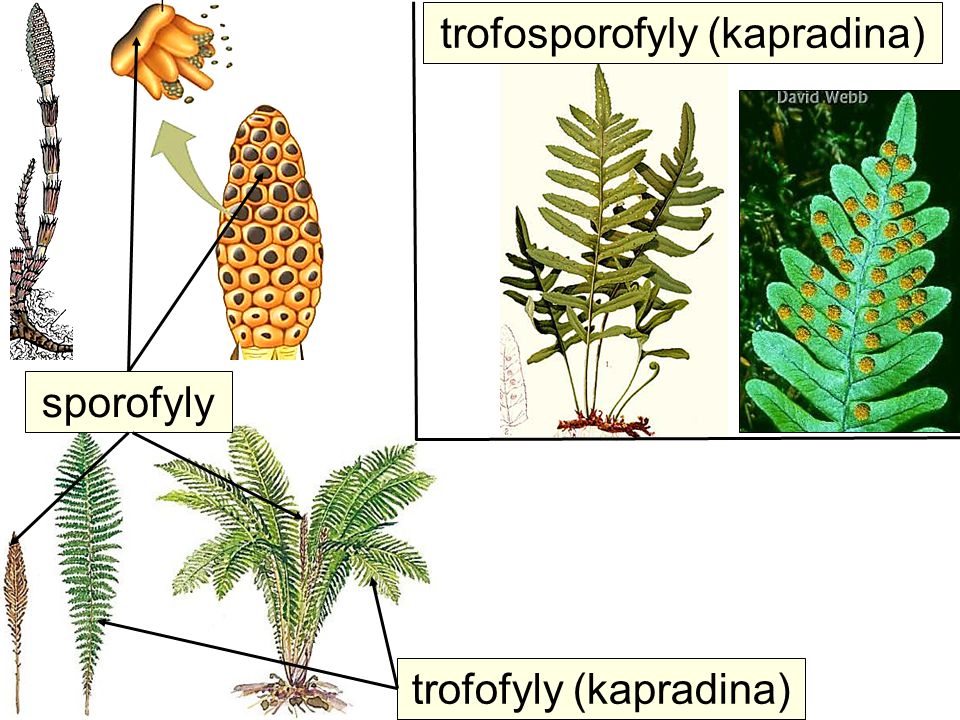 trofosporofyly (kapradina)