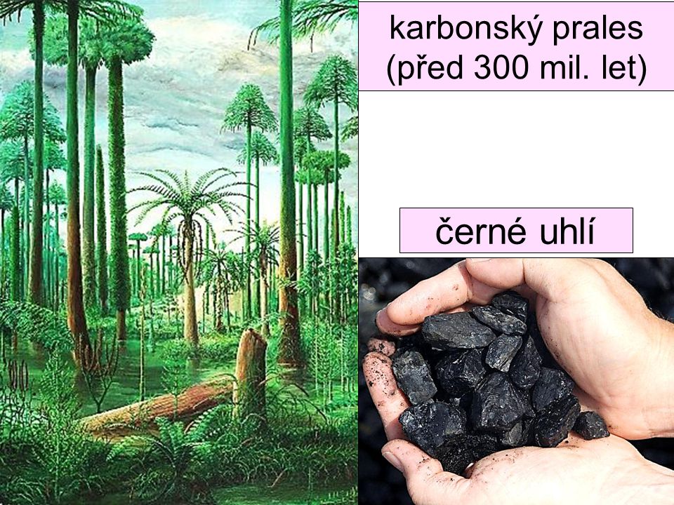 karbonský prales (před 300 mil. let)