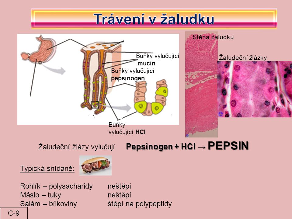 Žaludeční žlázy vylučují Pepsinogen + HCl → PEPSIN