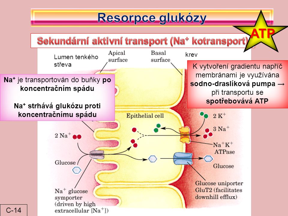 Resorpce glukózy ATP Sekundární aktivní transport (Na+ kotransport)