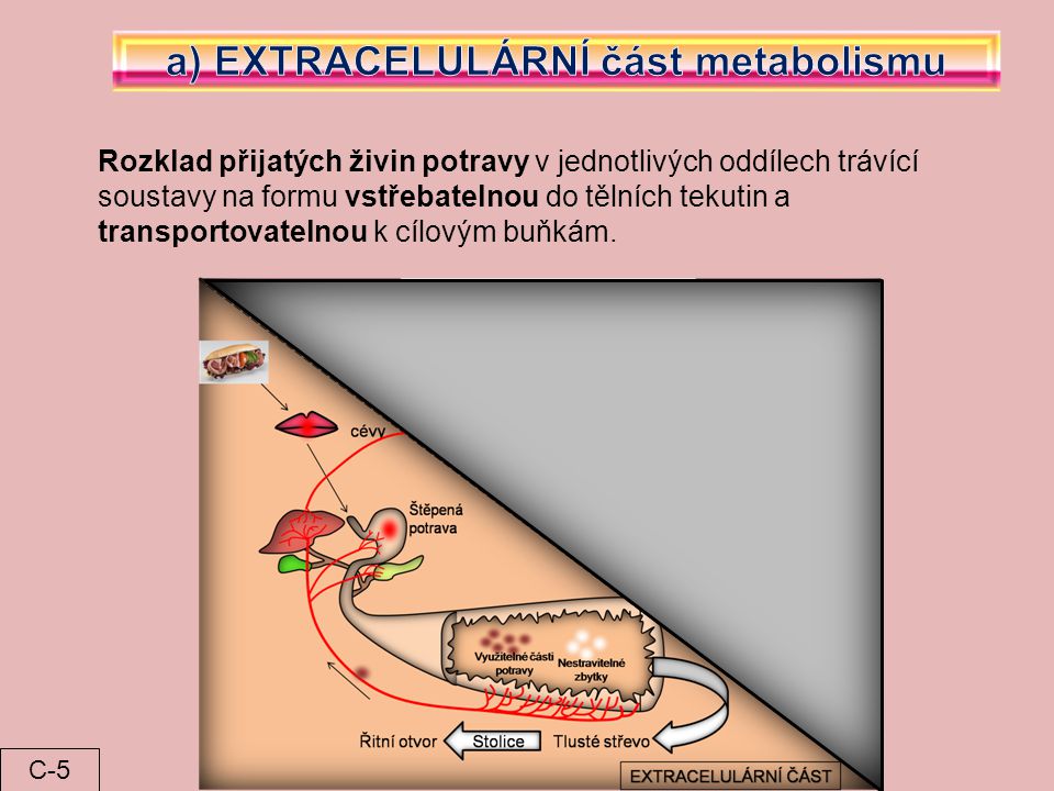 a) EXTRACELULÁRNÍ část metabolismu