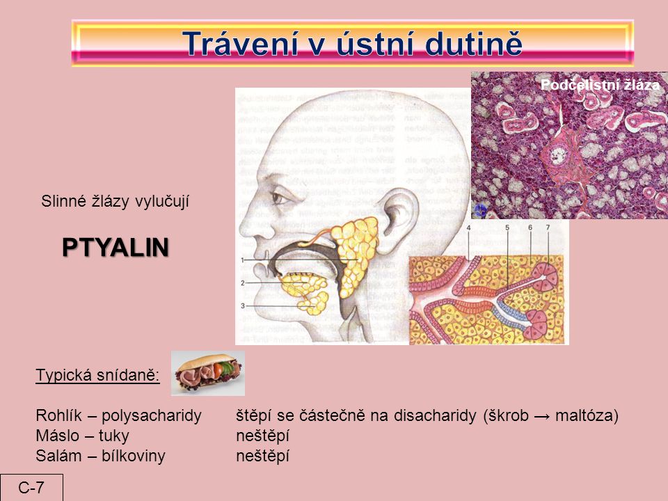 Trávení v ústní dutině PTYALIN Slinné žlázy vylučují Typická snídaně: