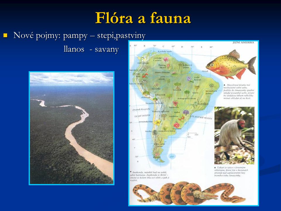 Flóra a fauna Nové pojmy: pampy – stepi,pastviny llanos - savany