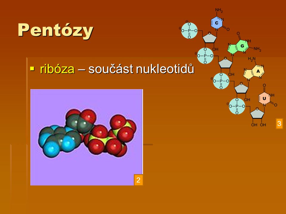Pentózy ribóza – součást nukleotidů 3 2