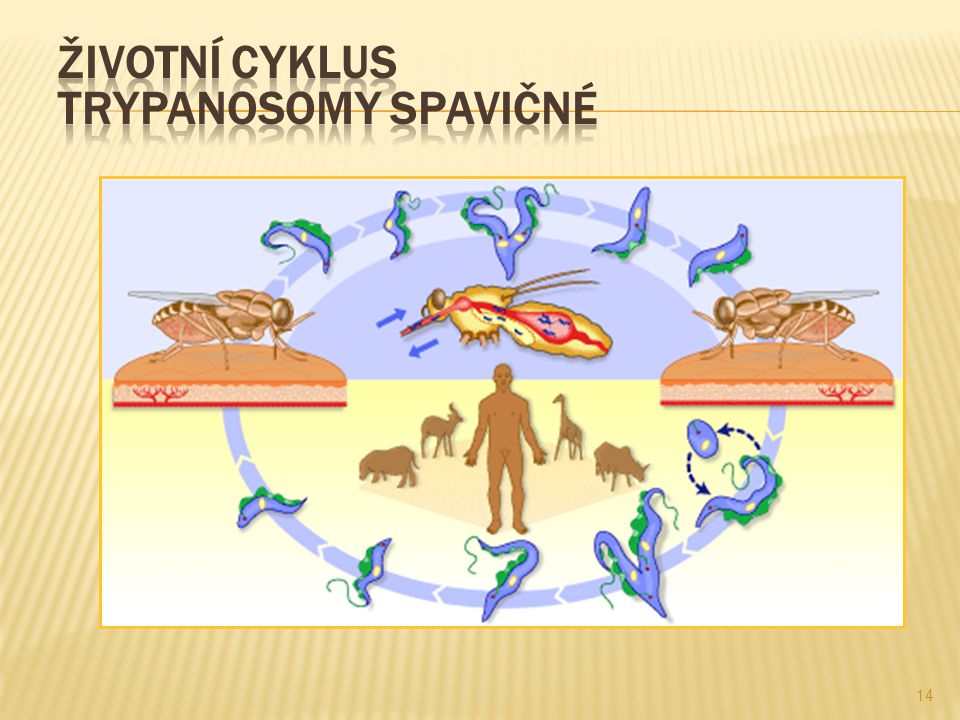 Životní cyklus trypanosomy spavičné