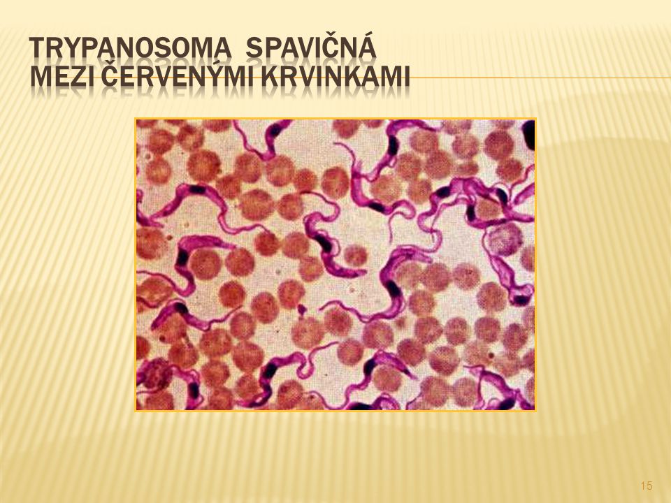 Trypanosoma spavičná mezi červenými krvinkami