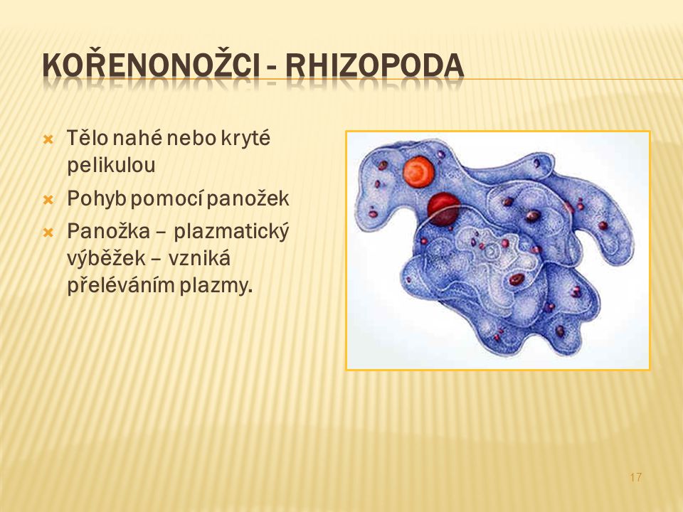 Kořenonožci - rhizopoda