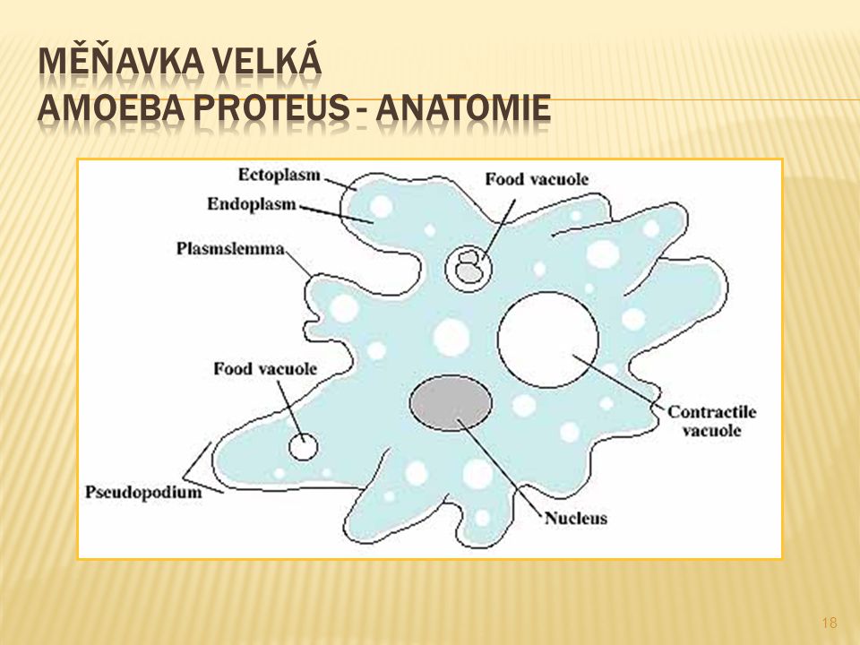 Měňavka velká amoeba proteus - anatomie