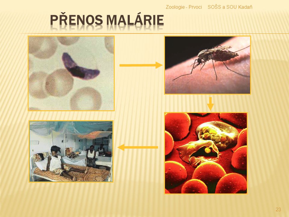 Zoologie - Prvoci SOŠS a SOU Kadaň Přenos malárie