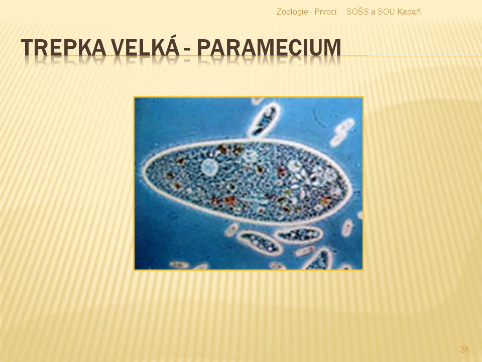 Trepka velká - paramecium