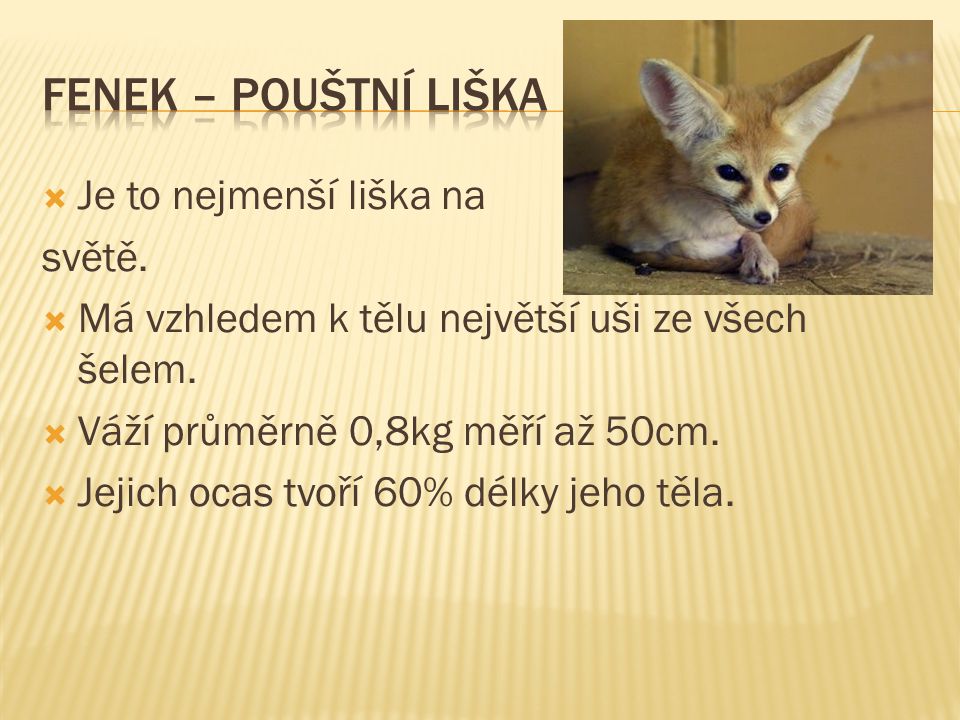 FeNEK – POUŠTNÍ LIŠKA Je to nejmenší liška na světě.
