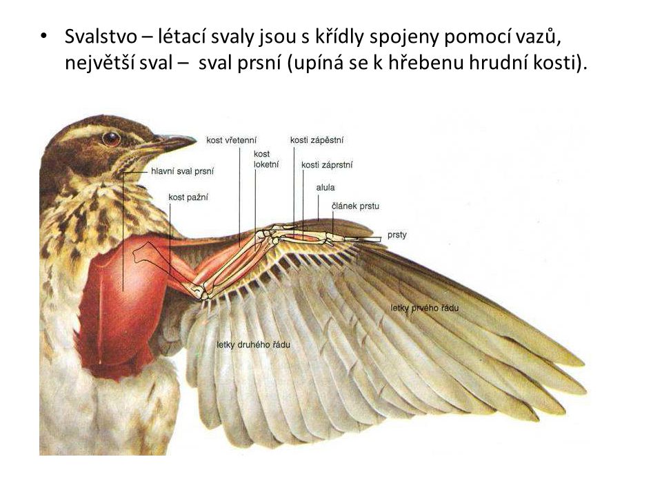 Svalstvo – létací svaly jsou s křídly spojeny pomocí vazů, největší sval – sval prsní (upíná se k hřebenu hrudní kosti).