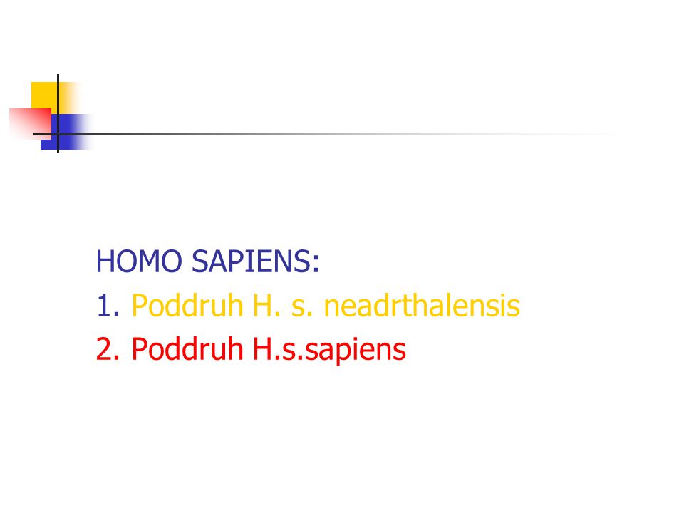 HOMO SAPIENS: 1. Poddruh H. s. neadrthalensis 2. Poddruh H.s.sapiens